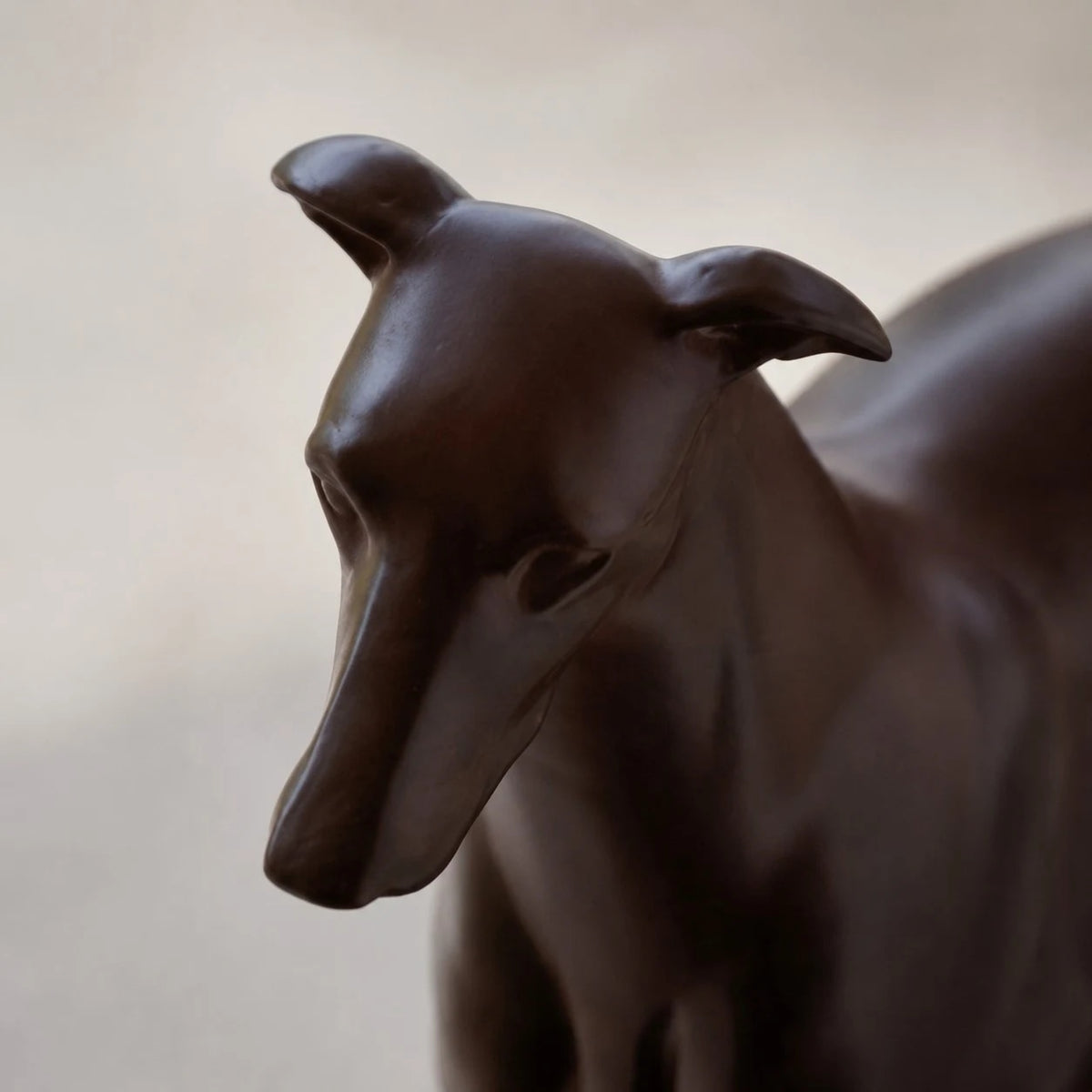 greyhound head detail